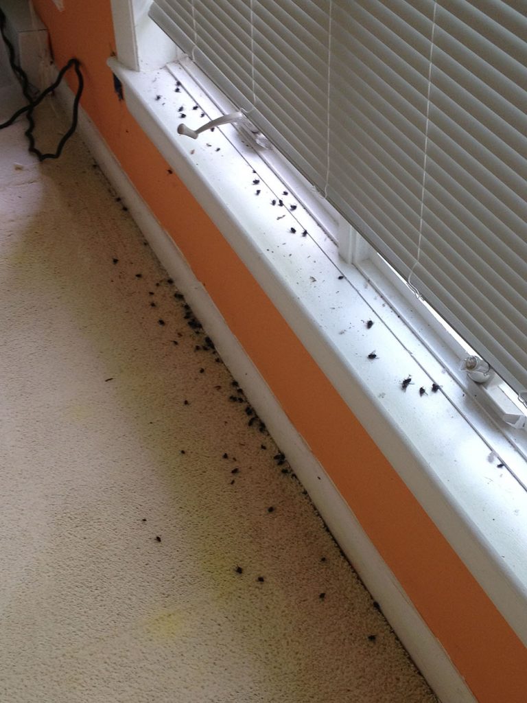 Noticing odor and flies? You may need dead animal removal.